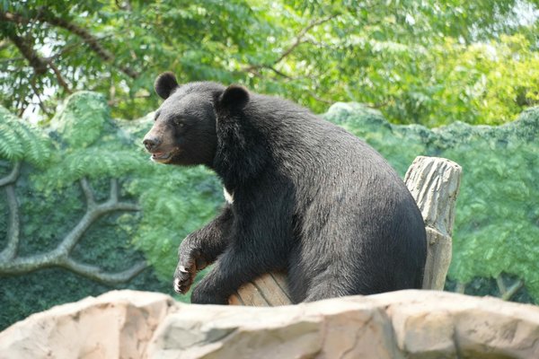 Réhabilitation des Habitats : Une Solution Puissante pour la Préservation de la Biodiversité